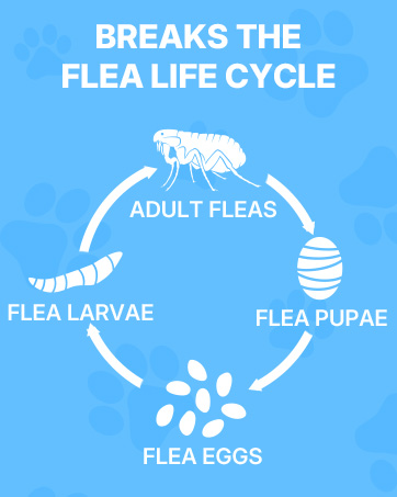 cat flea and tick prevention