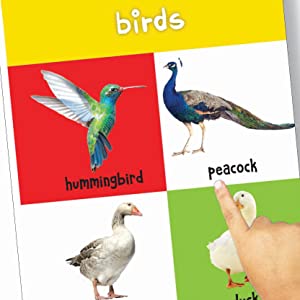 My First 4 In 1 One Wild Animals, Pet and Farm Animals, Birds, Sea Animals: Padded Board Books 