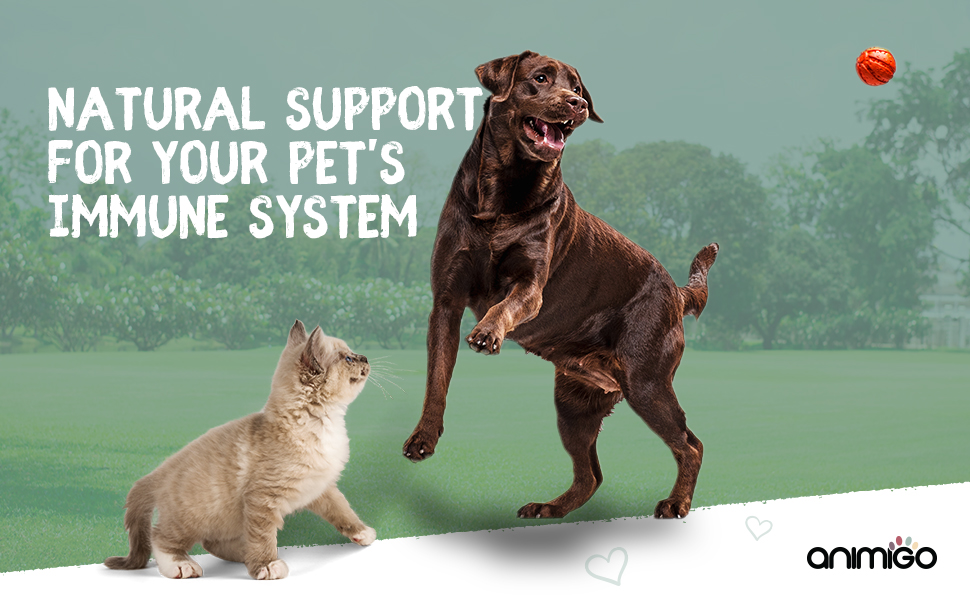 Animigo Echinacea Immunity Support Supplement for Cats and Dogs