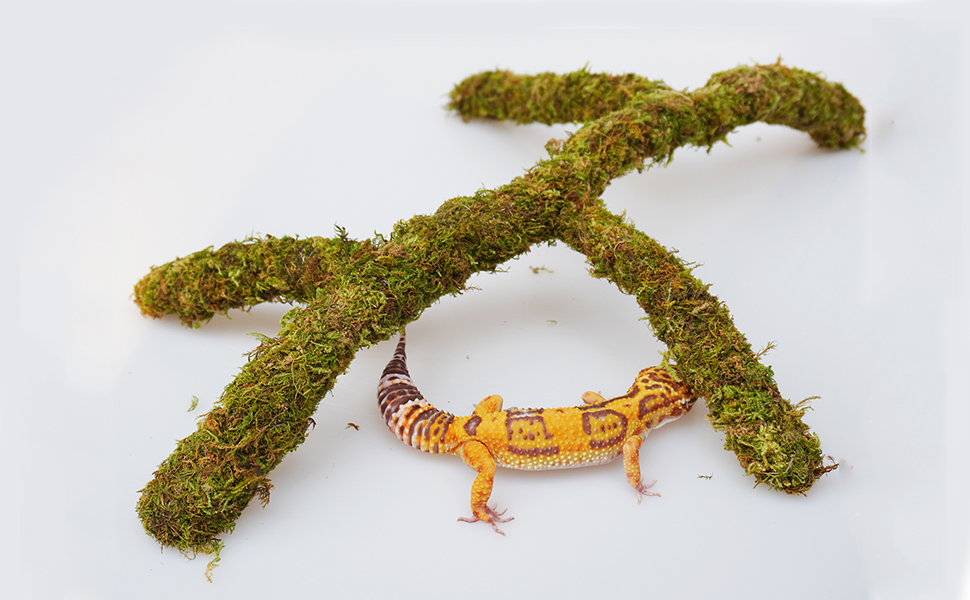 Leopard Gecko Tank Accessories