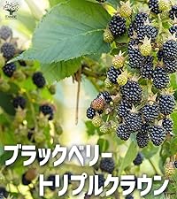 Amazon.co.jp: ブラックベリーの苗木 トリプルクラウン 12cmポット