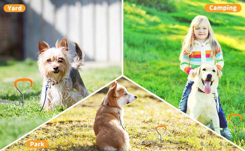 Composite image of dogs in outdoor settings: small terrier on leash in yard, brown dog in park, and larger dog with child in camping area on grass.