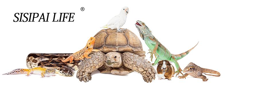 sisipai life reptile carpet