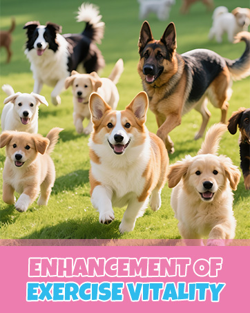 collagen drops collegen for dogs dog collagen drops taily collagen for dogs daily collagen for dogs