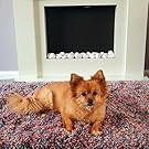 Living Room Bedroom Hearthside Rug Cozy Deep Shag Carpet Rainbow