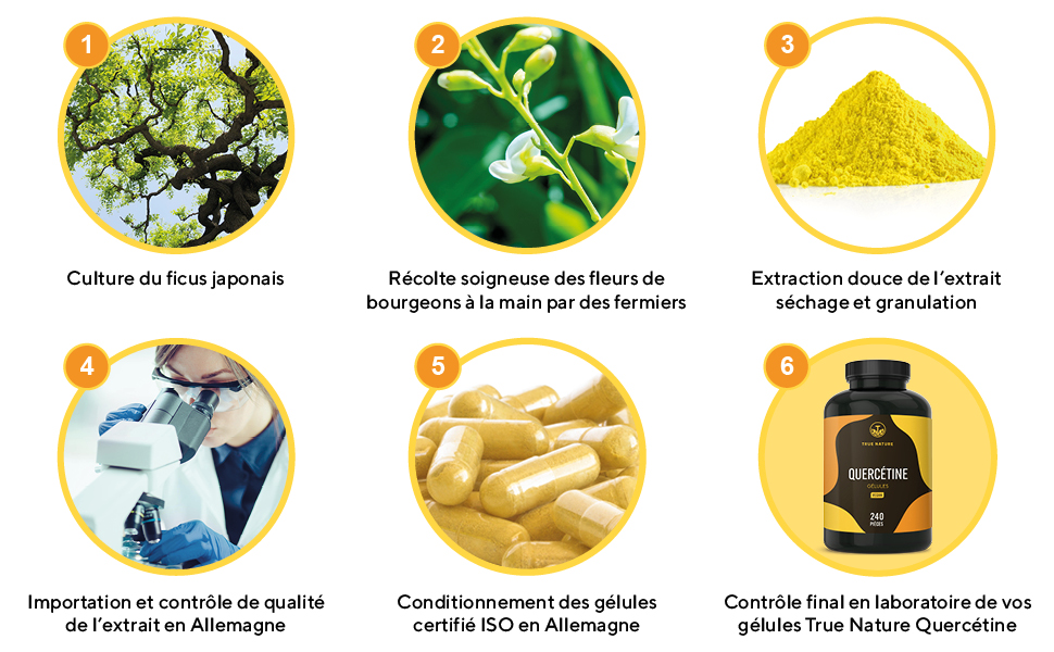 Quercétine 500mg - Extrait Sophora Japonica 15:1 - 240 Gélules - Antioxydant, Anti-Inflammatoire & Anti-Allergique - Végan - TRUE NATURE