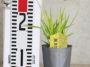 Amazon.co.jp: 風知草(フウチソウ) 黄金葉 9cmポット 1個売り