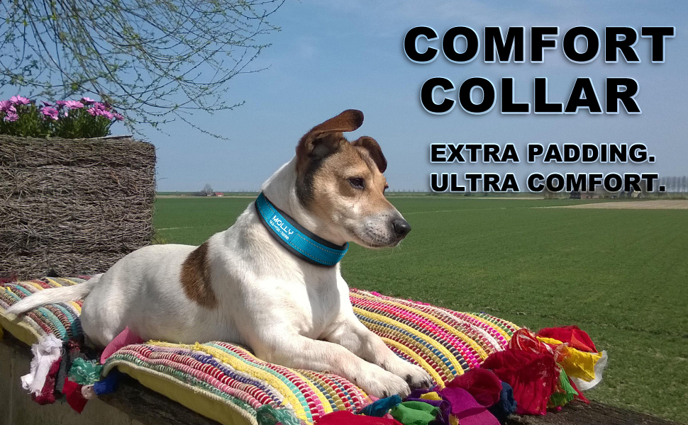 personalized dog collar with metal buckle