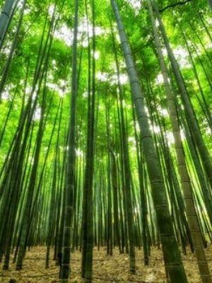 bamboo cereal bowls set of 4 salad bowls set of 4 serving bowl