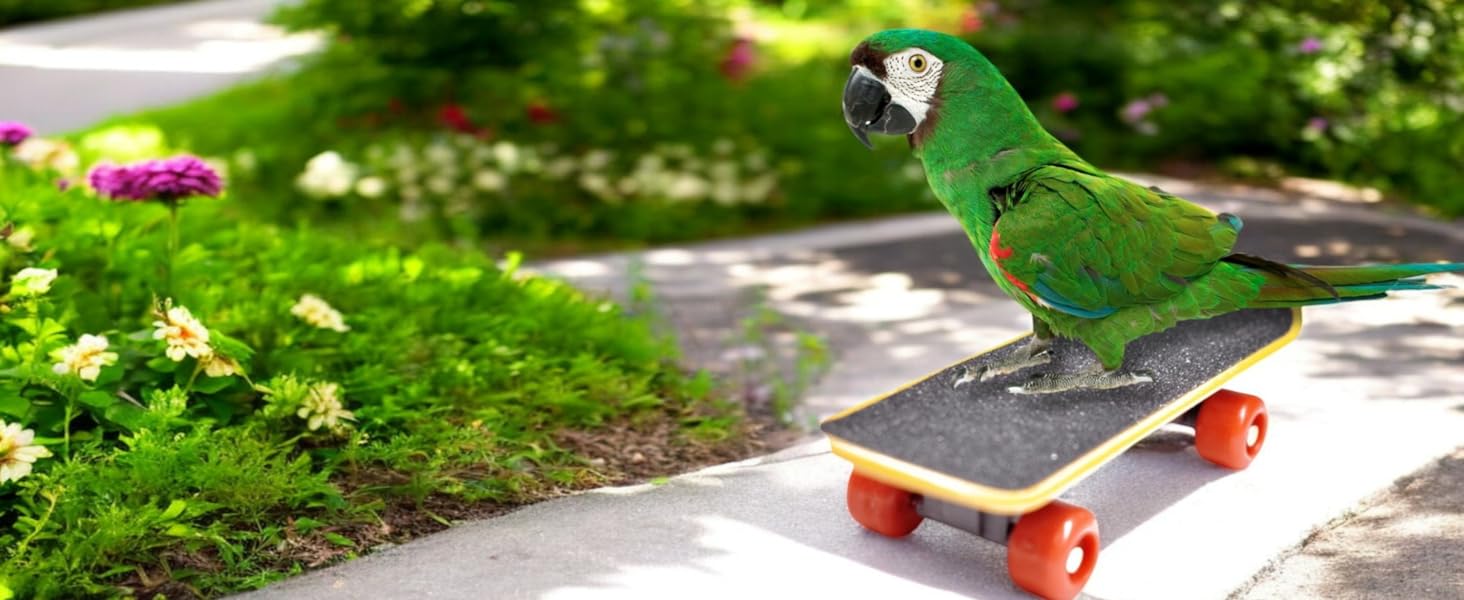 Bird Clothes and Skateboard set