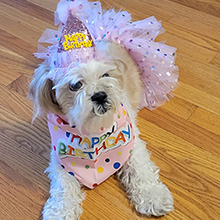dog birthday set