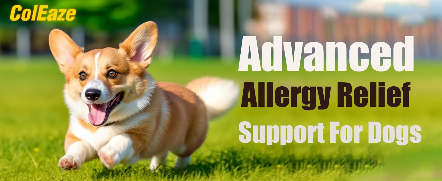 dog allergy