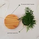 floating plant,levitating planter,levitating plant,floating plants