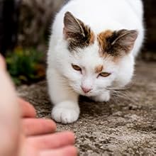 Cataholic Spiral Soft Chicken And Sunfish Cat Treats