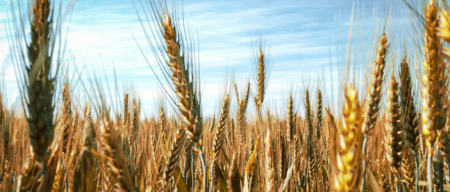 Field of wheat