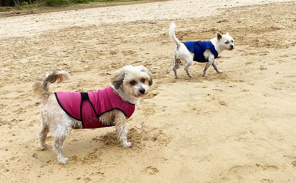 Dogs wearing cooling vests on beach
