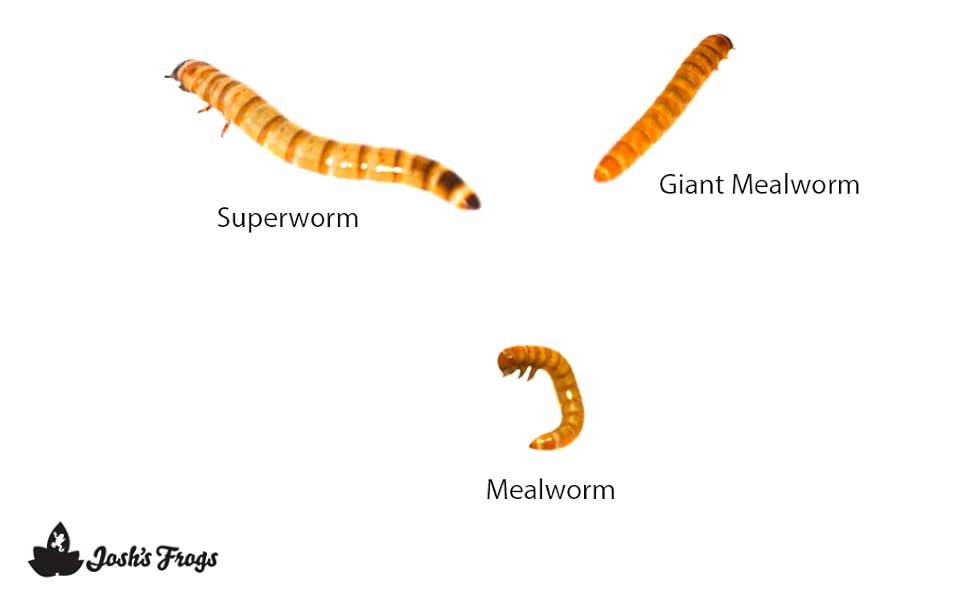 worm size comparison
