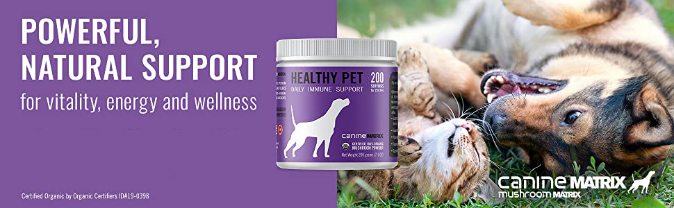 Healthy Pet