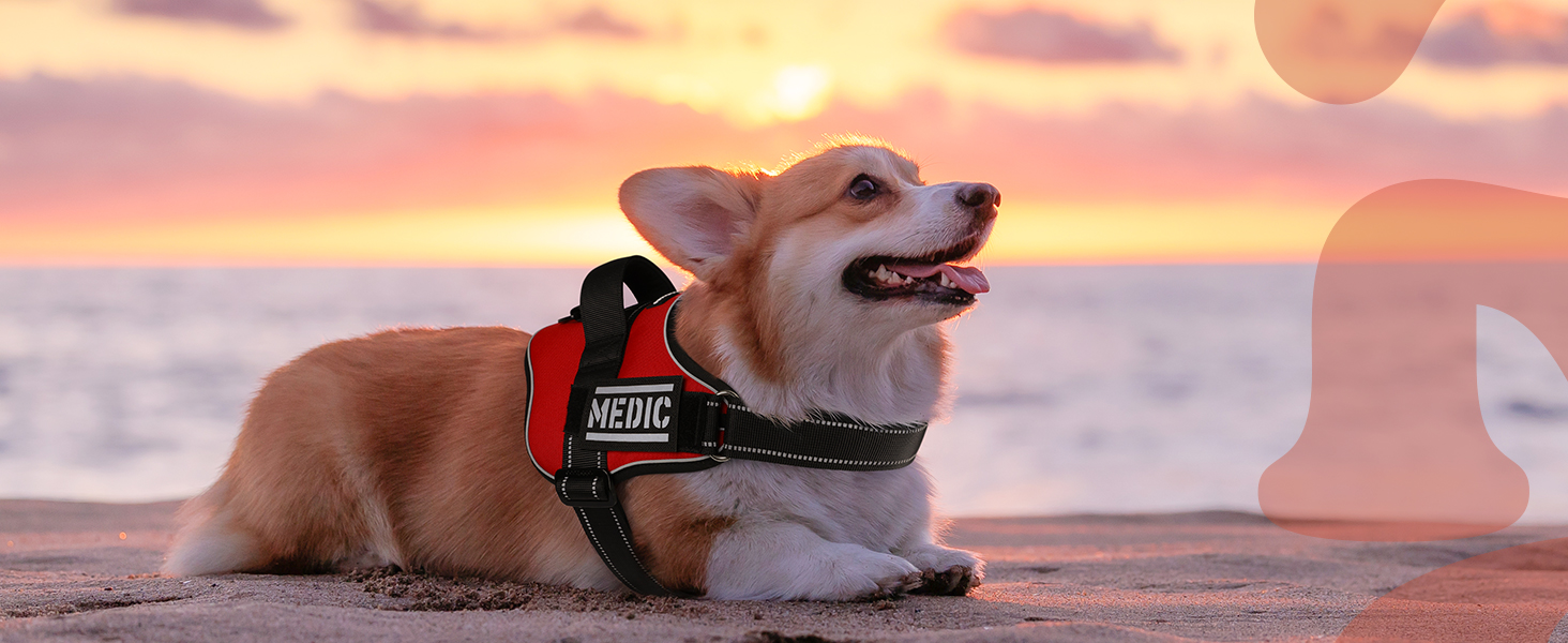 dog harness medium