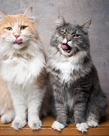 4.0L/1.1 Gal Stainless Steel Pet Water Fountain for Multiple Pets