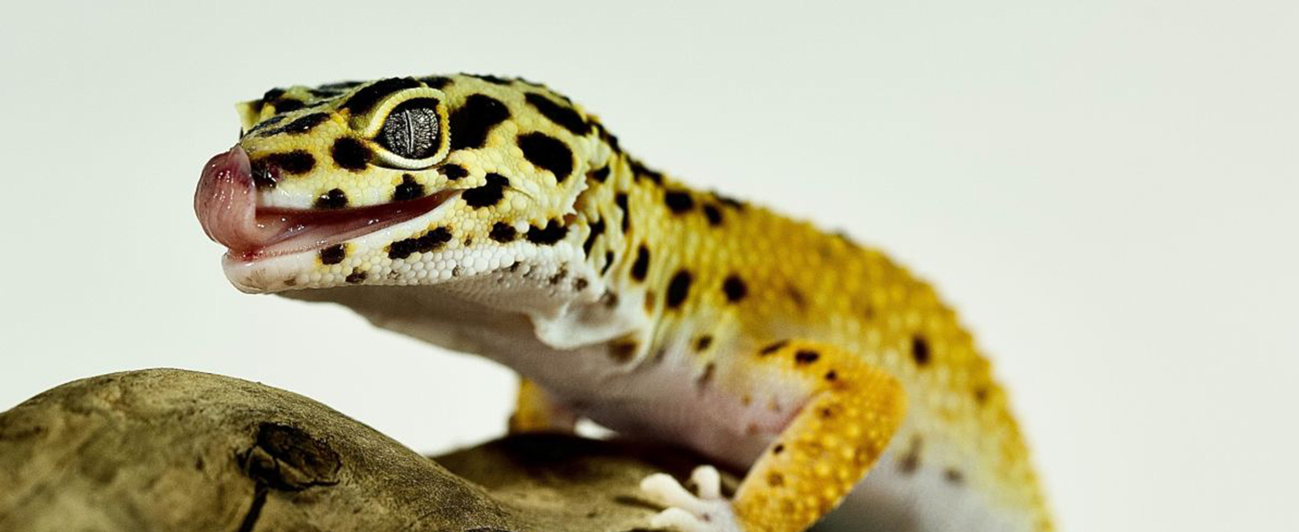 Ceramic Heat Emitter, Reptile Heat Bulbs, Ceramic Heat Lamp for Reptiles