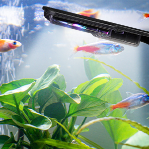 Schwarze Aquariumleuchte über grünen Wasserpflanzen mit sichtbaren Fischen im Hintergrund