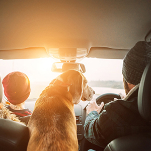 car accessories carseat leather rav 4 doggy raincoat