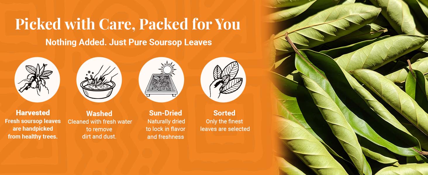 Dried Soursop Leaves