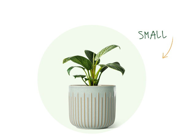 VALIEM willing plant BOWL-Ｌ La Hacienda Eden Emblem White 40cm Garden Pot - 90525WH
