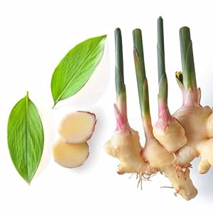 Fresh Hawaiian Ginger Root With Leaves