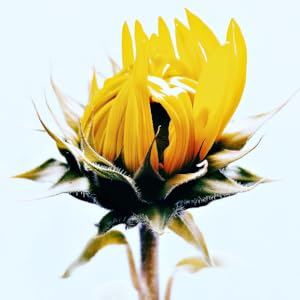 OUR SKINCARE MISSION: To provide you with luxurious, exquisite, plant-powered skincare