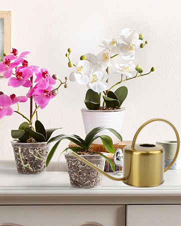 orchid pots