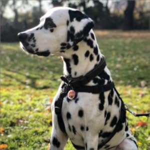 Dog with YepiTag pet tag on collar