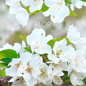 fragancia flor