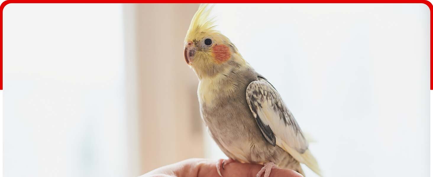 bird vitamins and supplements bird for cardinals finches high protein