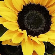 Sunflower, Helianthus Annuus Seed Oil, Vitamin E