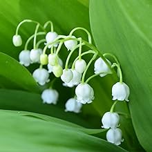 Lily of the valley fragrance