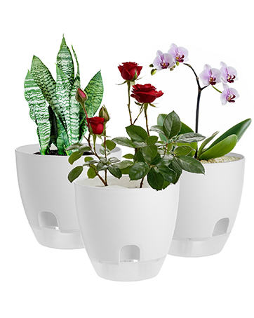 Plant Pot