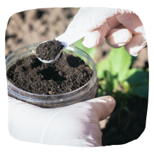 The science behind companion planting