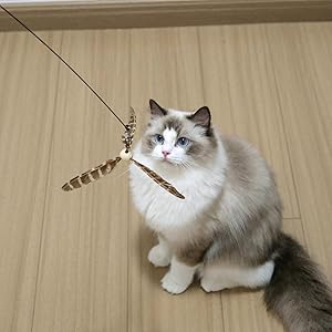 長い猫