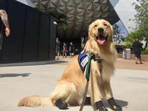 dog shoes for daily walking