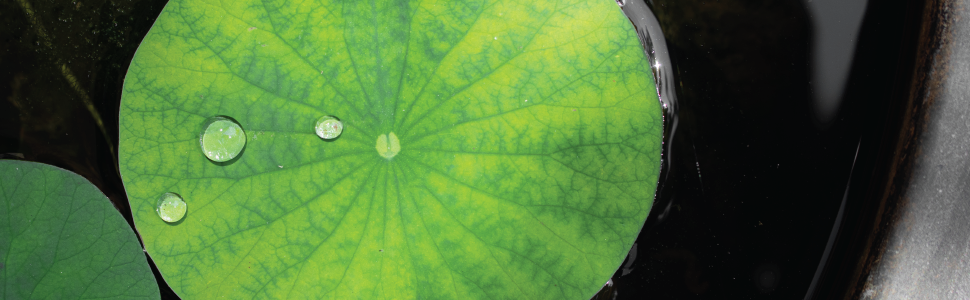Fish pond with clear water