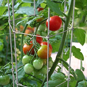 MTB hexagon folding tomato plant support cage galvzanized