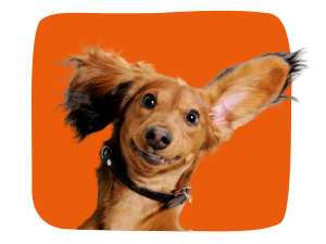 Hunde Pflegestift 