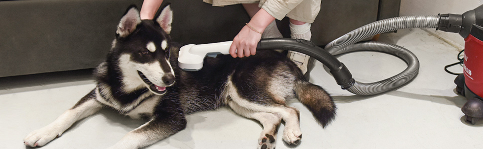 Perro husky tirado en el suelo mientras lo aspiran. Se ve una aspiradora roja, con la mano de una persona sujetando la manguera