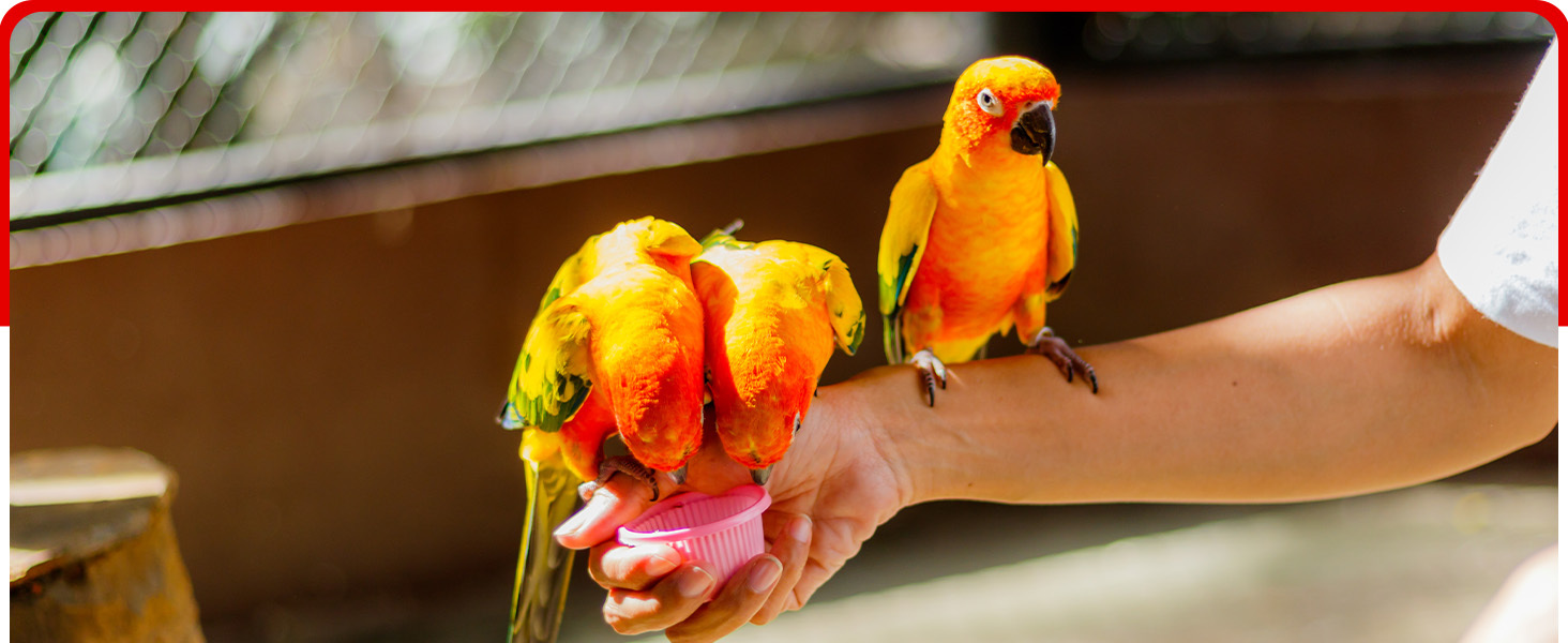 bird vitamins calcium for birds bird vitamins for water 