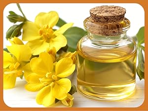 Evening Primrose Oil