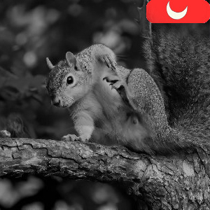 night vision