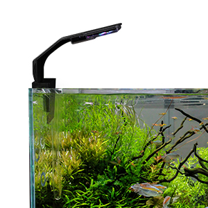 Aquarium mit üppigen grünen Pflanzen und kleinen Fischen. Auf der Oberseite befindet sich eine elegante schwarze LED-Leuchte zur Beleuchtung