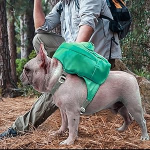 White dog wearing a green backpack in the woods
